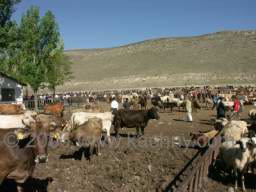 PICT8348 dobytci trh.jpg